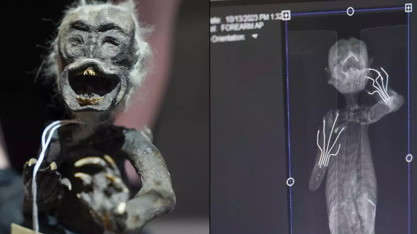 Mystery 'mermaid mummy' that baffled scientists is something completely different to what they first thought