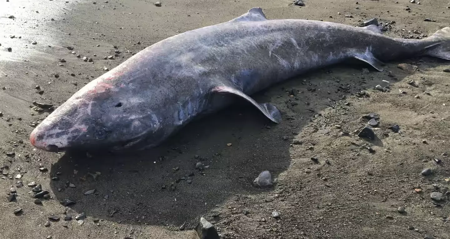 A young-ish (about 100 years old) Greenland shark also washed up on the Cornish coast in 2022.