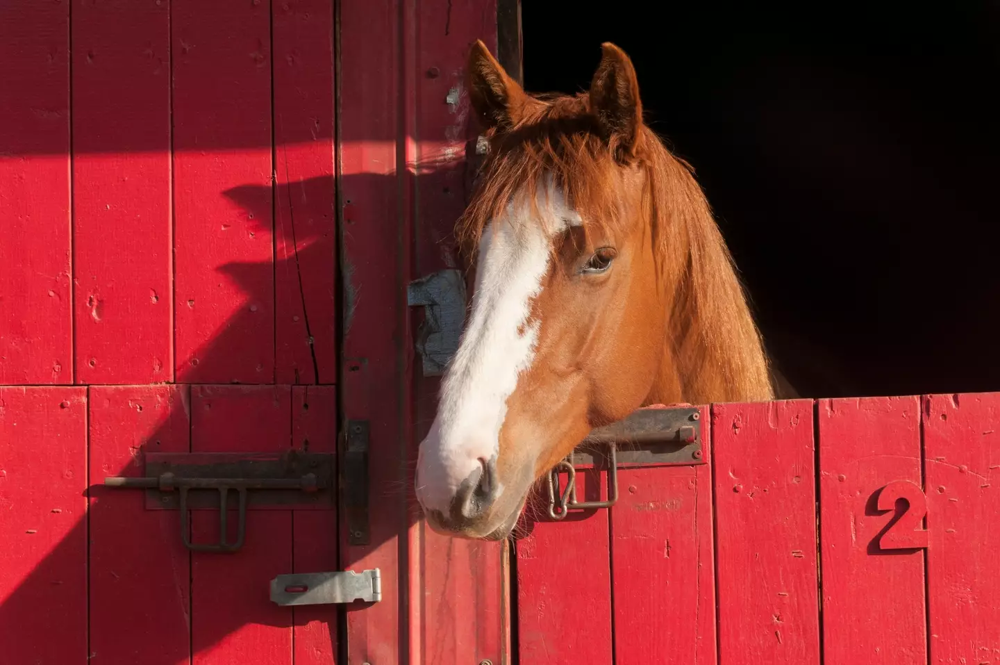 Horses can be panicked by fireworks and one recently died after some were set off near its field.