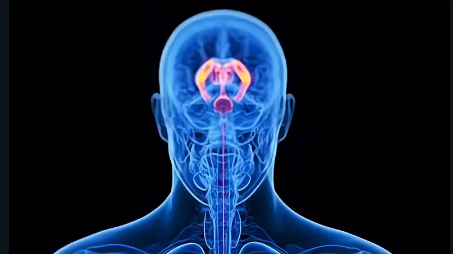 Expert shares reality of fasting as sobering simulation shows what happens to your body after 24 hours