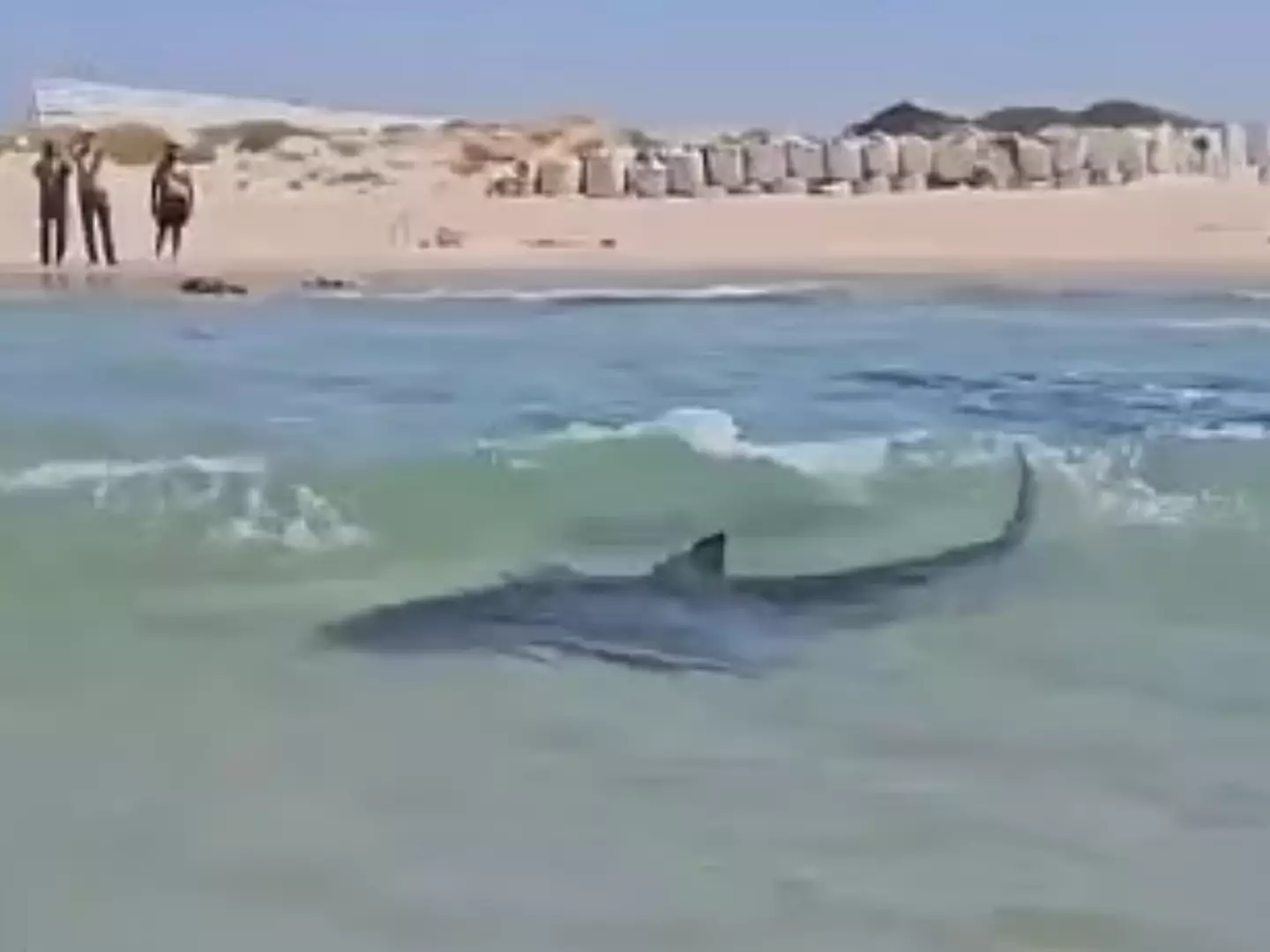 A shark swims around the Olga Beach shallows (X)