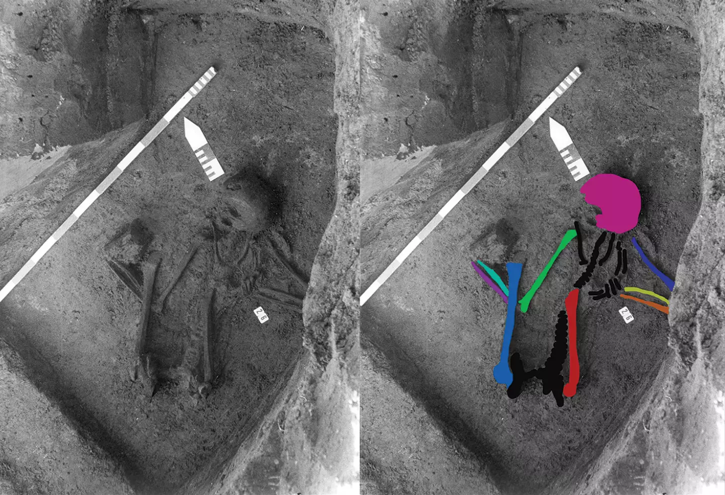 The bones are believed to be made up of five different individuals (Barbara Veselka et al, Antiquity)