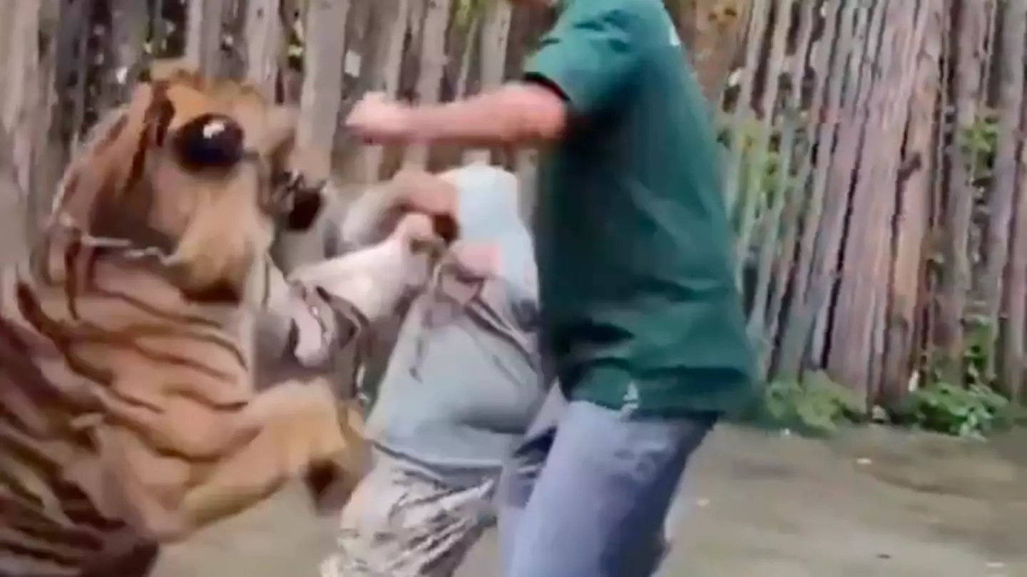 Shocking moment tourist is attacked by tiger while trying to take selfie with it
