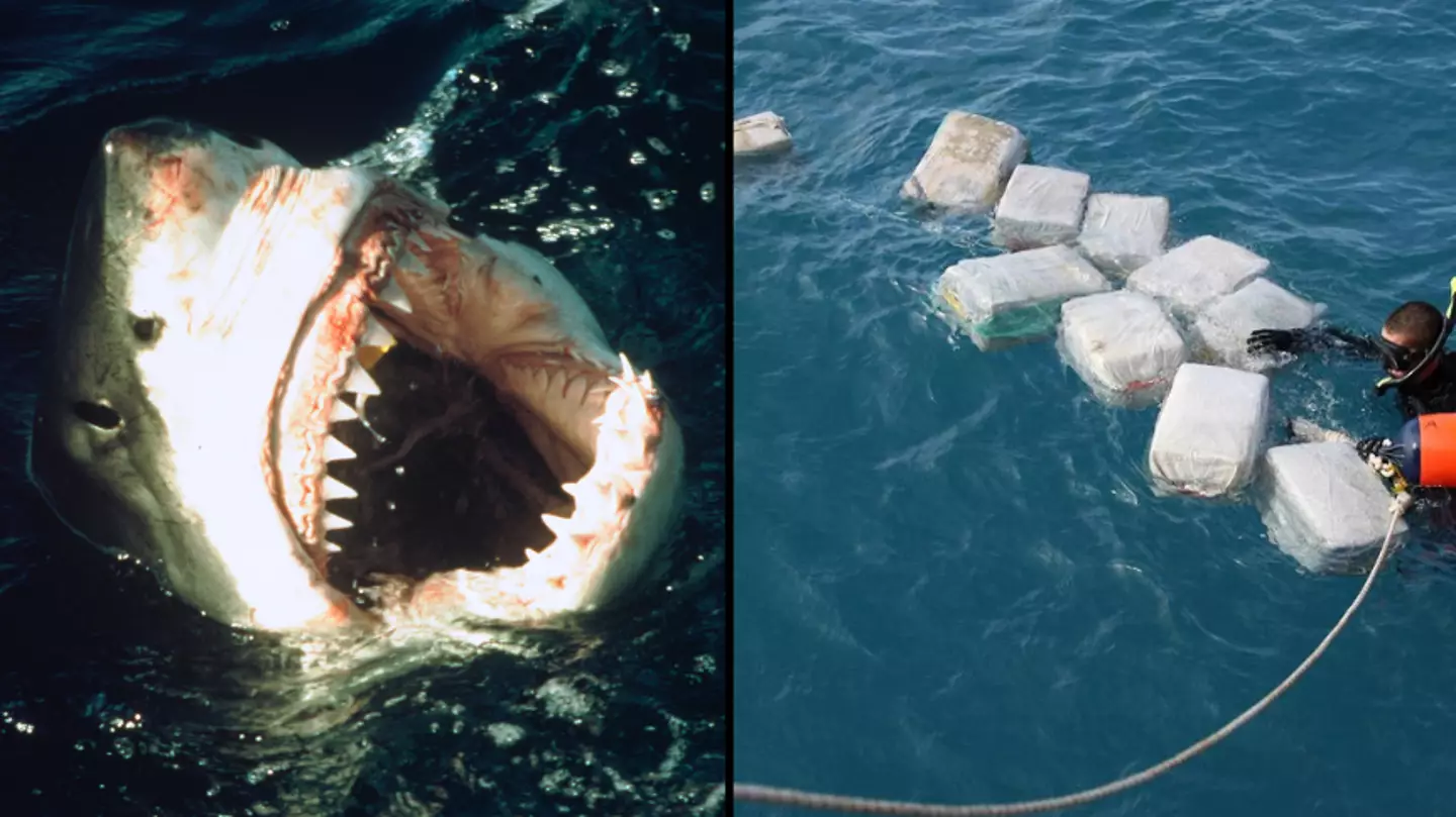 Scientist is worried sharks are getting high off discarded cocaine bales in the ocean