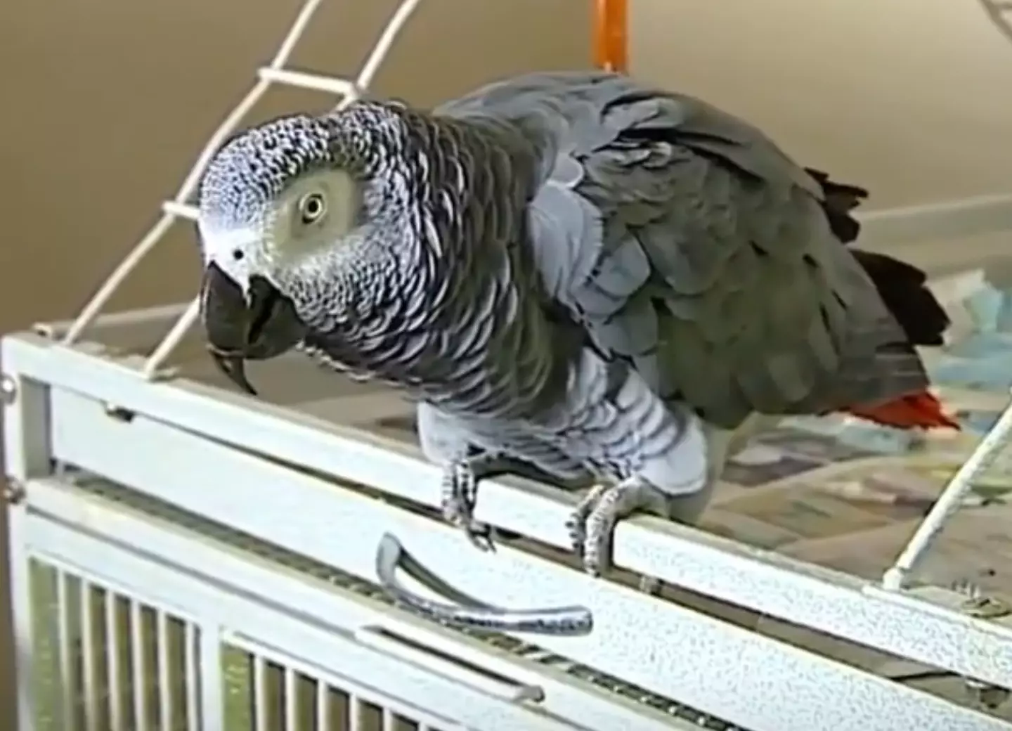 Family members became more suspicious after hearing the parrot talk (WOOD TV8/ABC)
