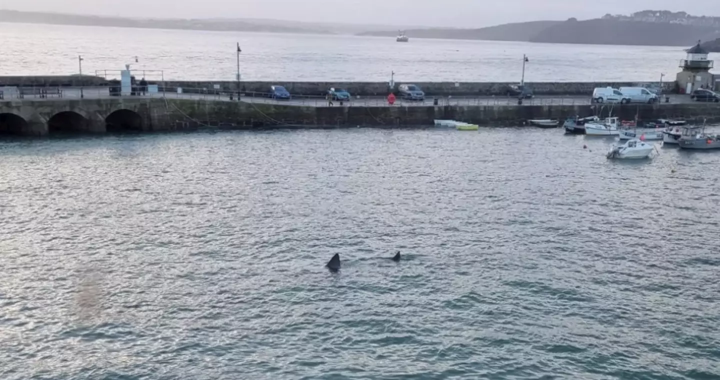 Olga said that she was 'lucky' to see the basking shark.