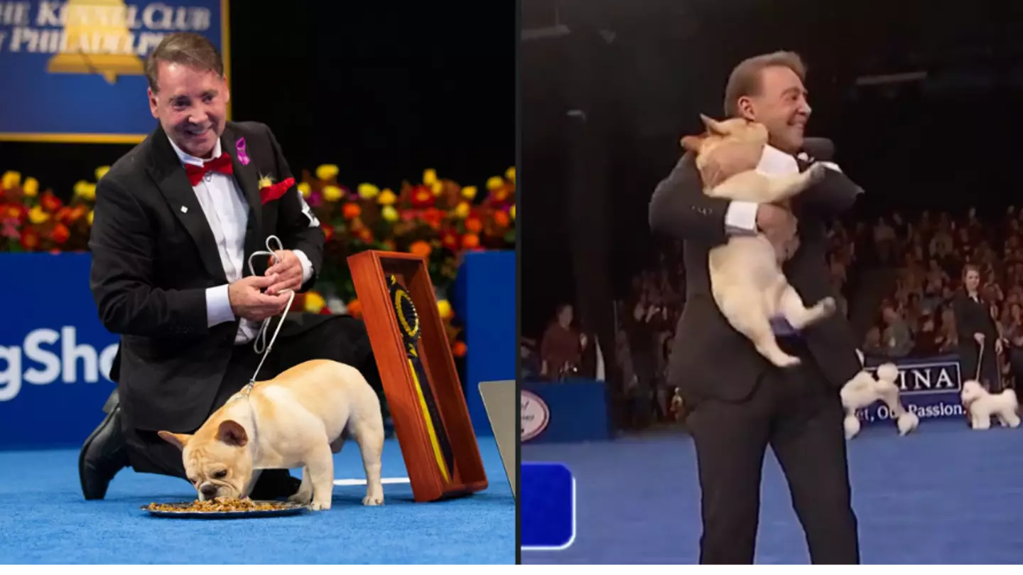 Winston becomes first French Bulldog in history to win Best in Show at National Dog Show