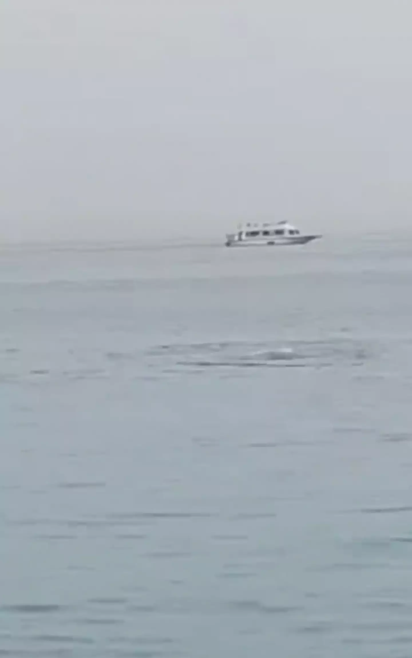 A Russian man was tragically killed in a shark attack in Egypt.