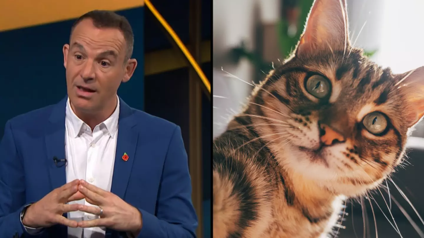 Martin Lewis issues one month warning to millions of cat owners in the UK