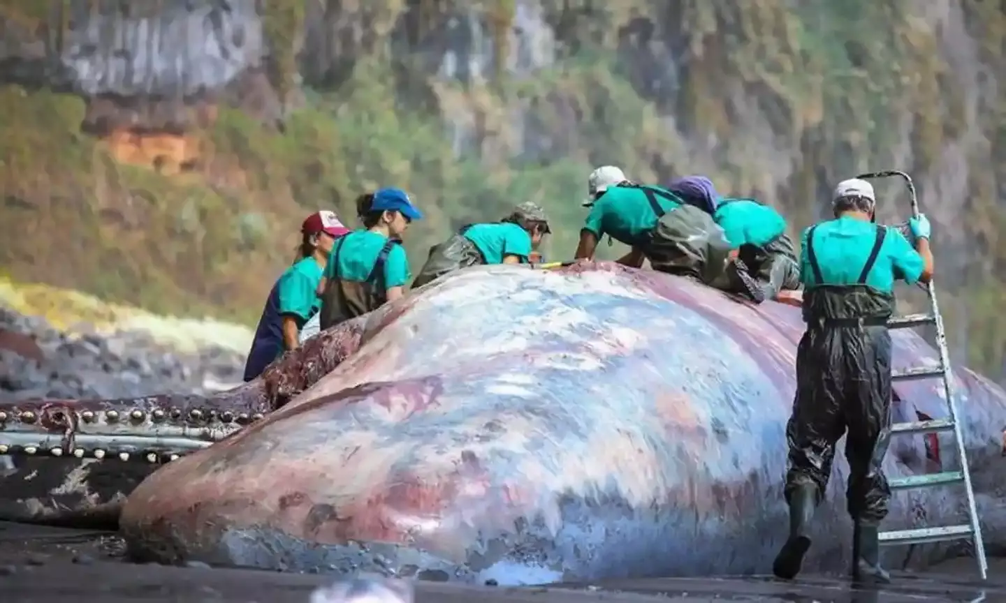 'Floating gold' worth a staggering £425,000 was found inside of the enormous whale carcass.