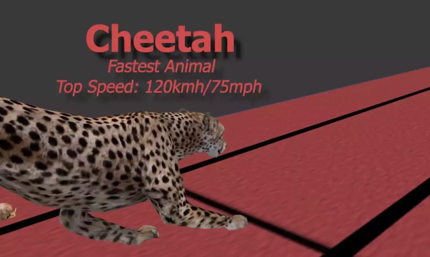 The cheetah came out on top (Reigarw Comparisons/YouTube)