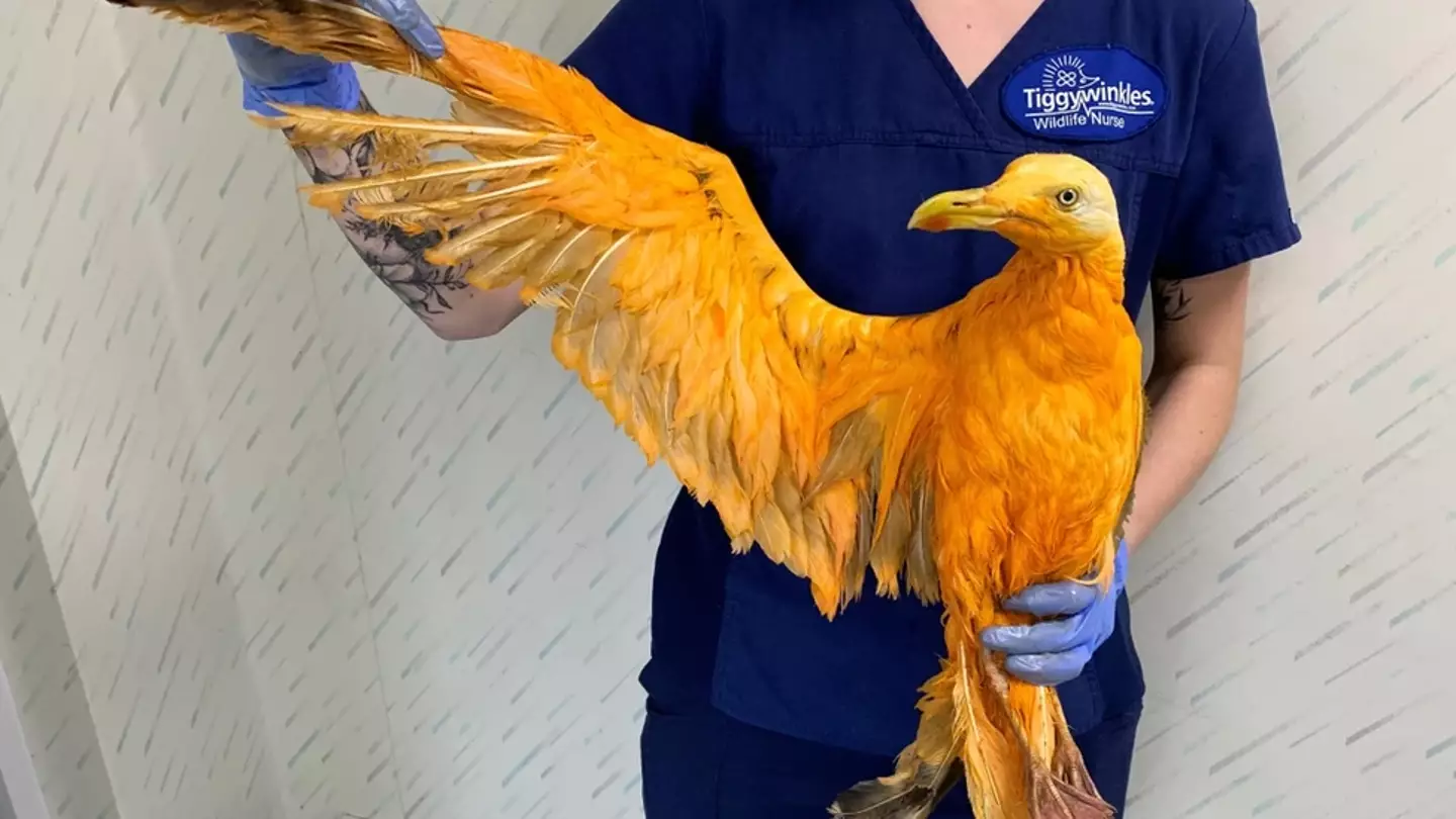 The 'bright orange' bird was spotted on the A41 near the motorway in 2019 (Tiggywinkles)