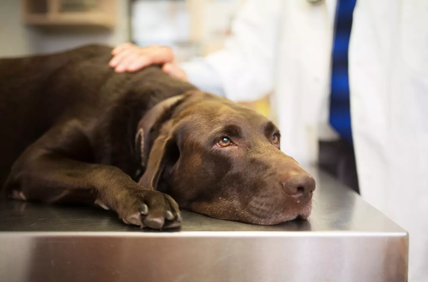 A pet expert shared signs your pet could be nearing the end of their life.