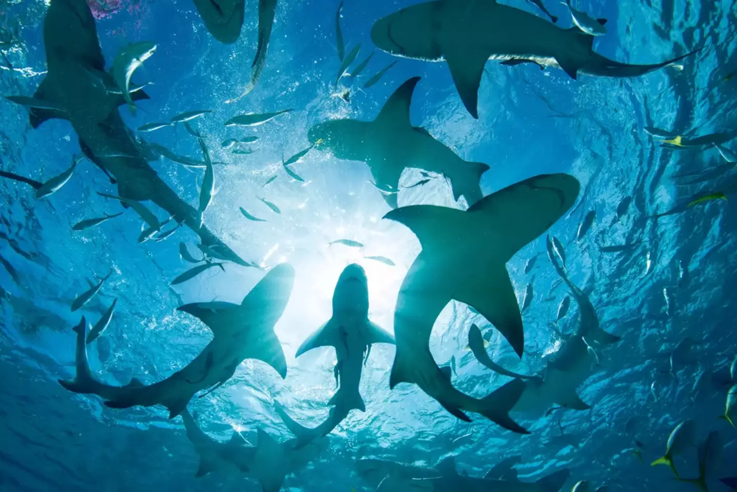 Many beachgoers had attempted to fight the shark, an eyewitness said. (Stephen Frink/Getty Images)