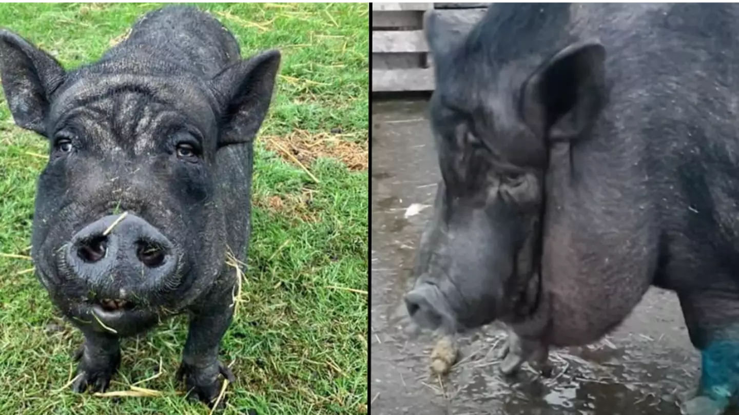 26 stone 'fattest pig ever' rescued after being fed biscuits and cola in one-bed Manchester flat