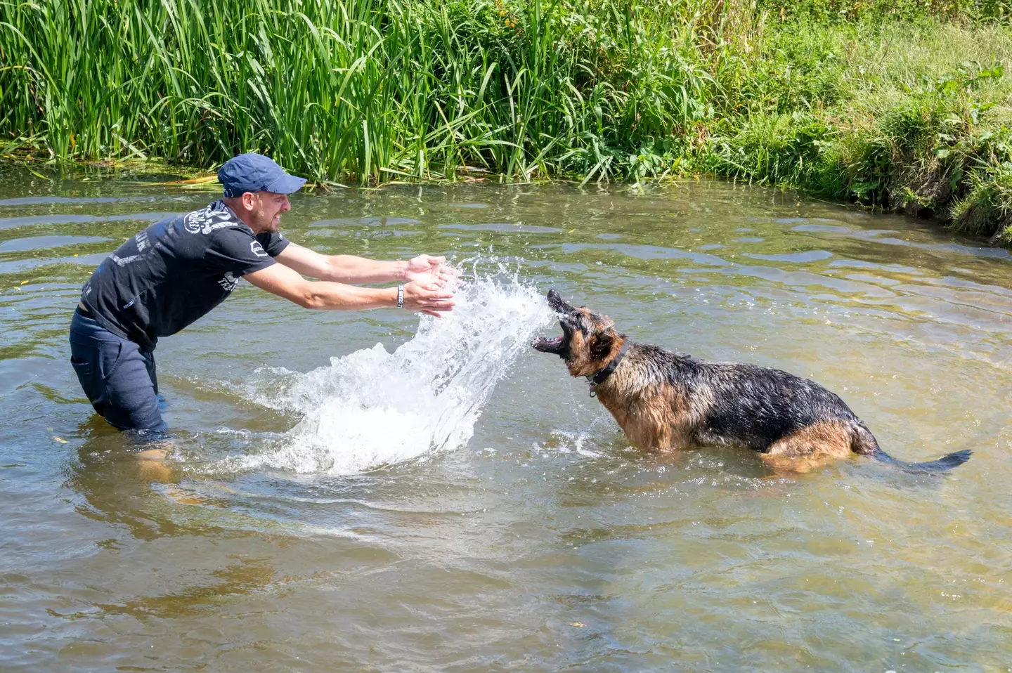 Make sure to look after your furry friends amid the heat.