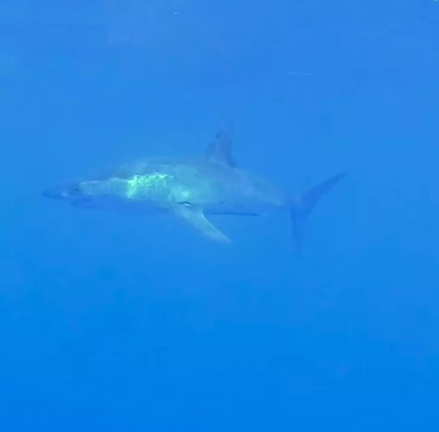 The great mako shark can reach speeds of 45mph.