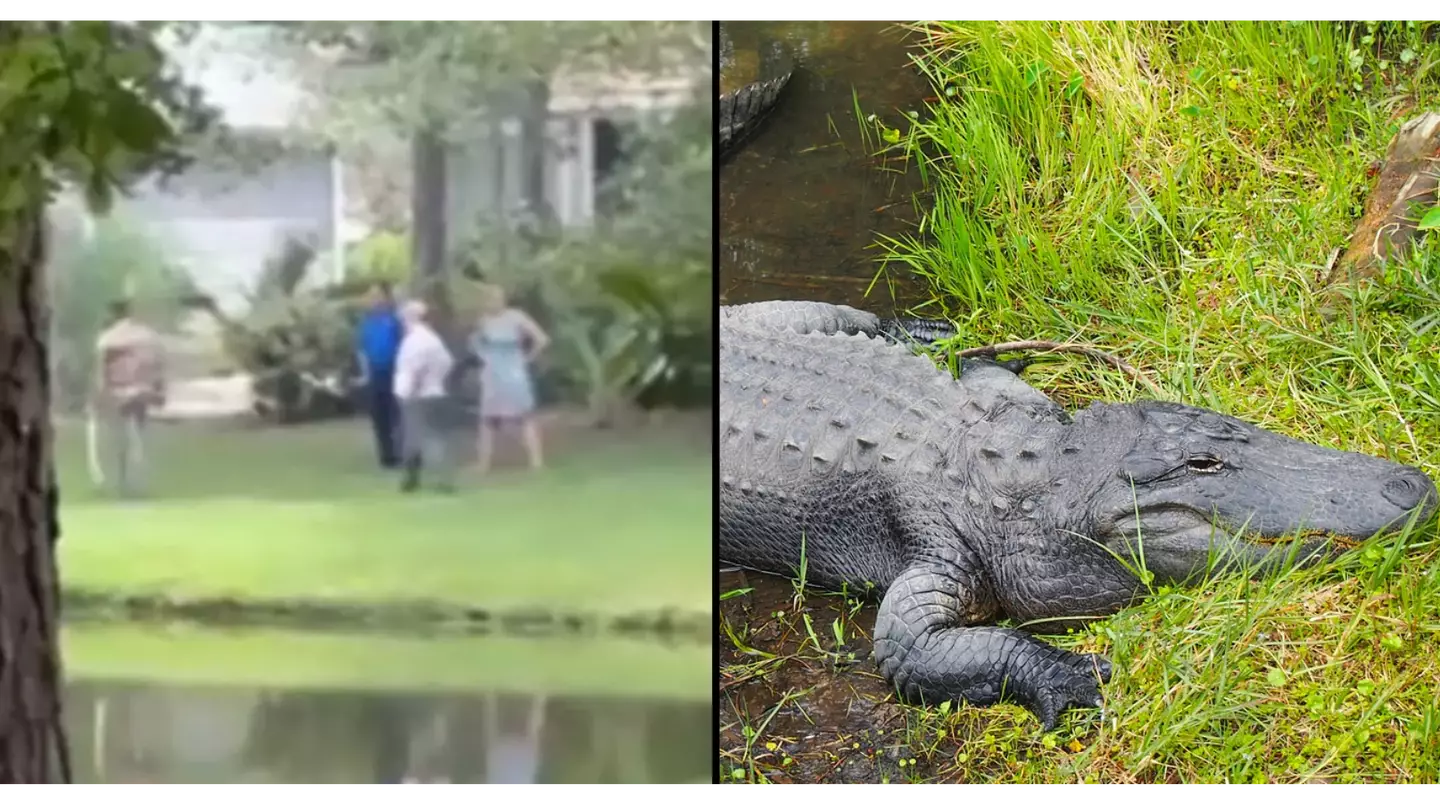 Alligator kills woman on dog walk then 'guards' her body