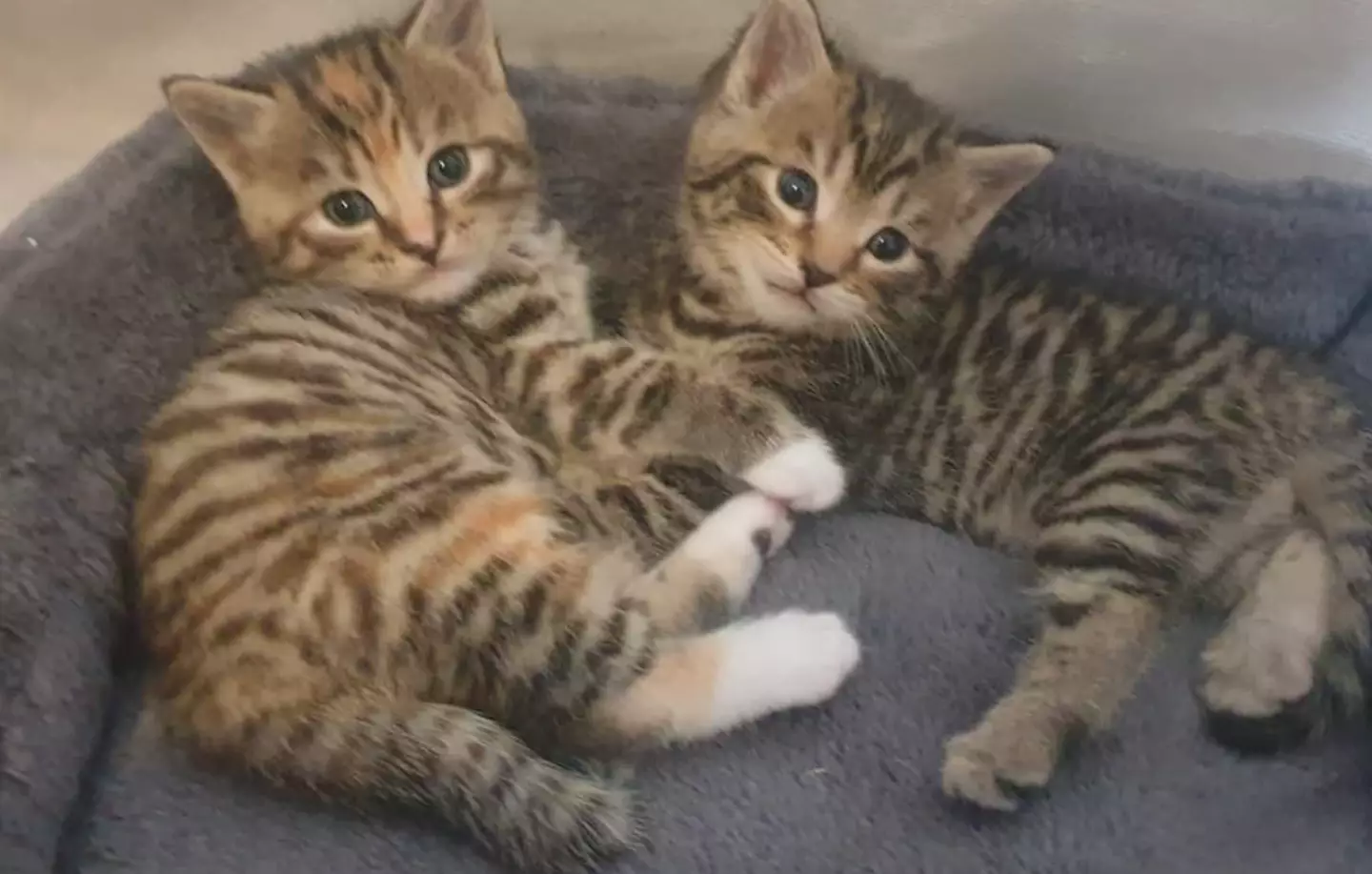 Narla and Cash's cause of death hasn't been able to be established because the pets were buried soon after they passed away.