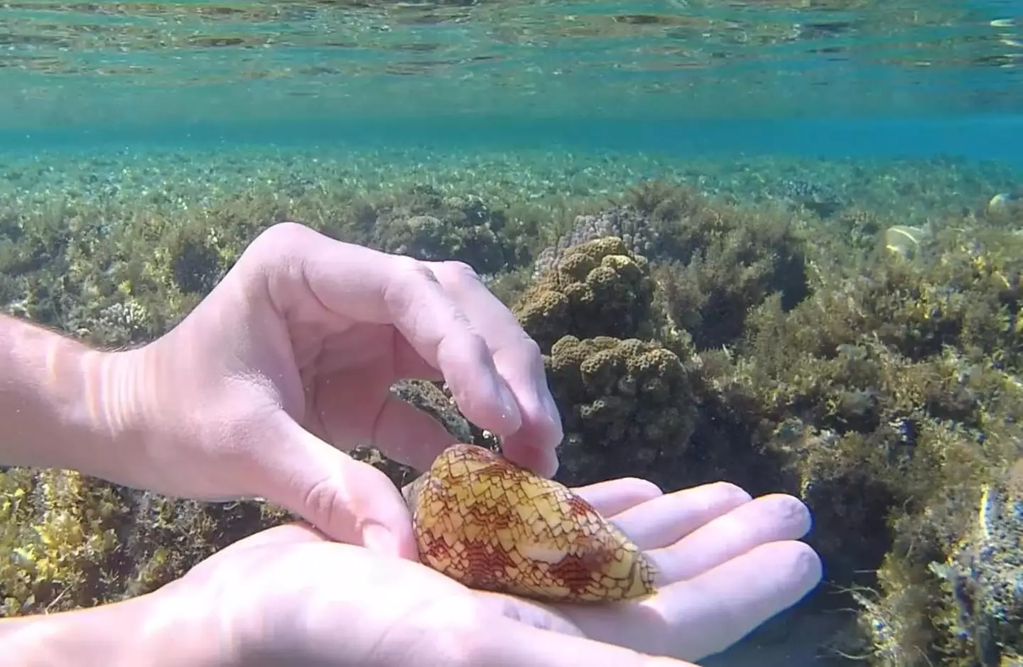 Frank was unknowingly handling a seriously dangerous sea creature (Reddit)