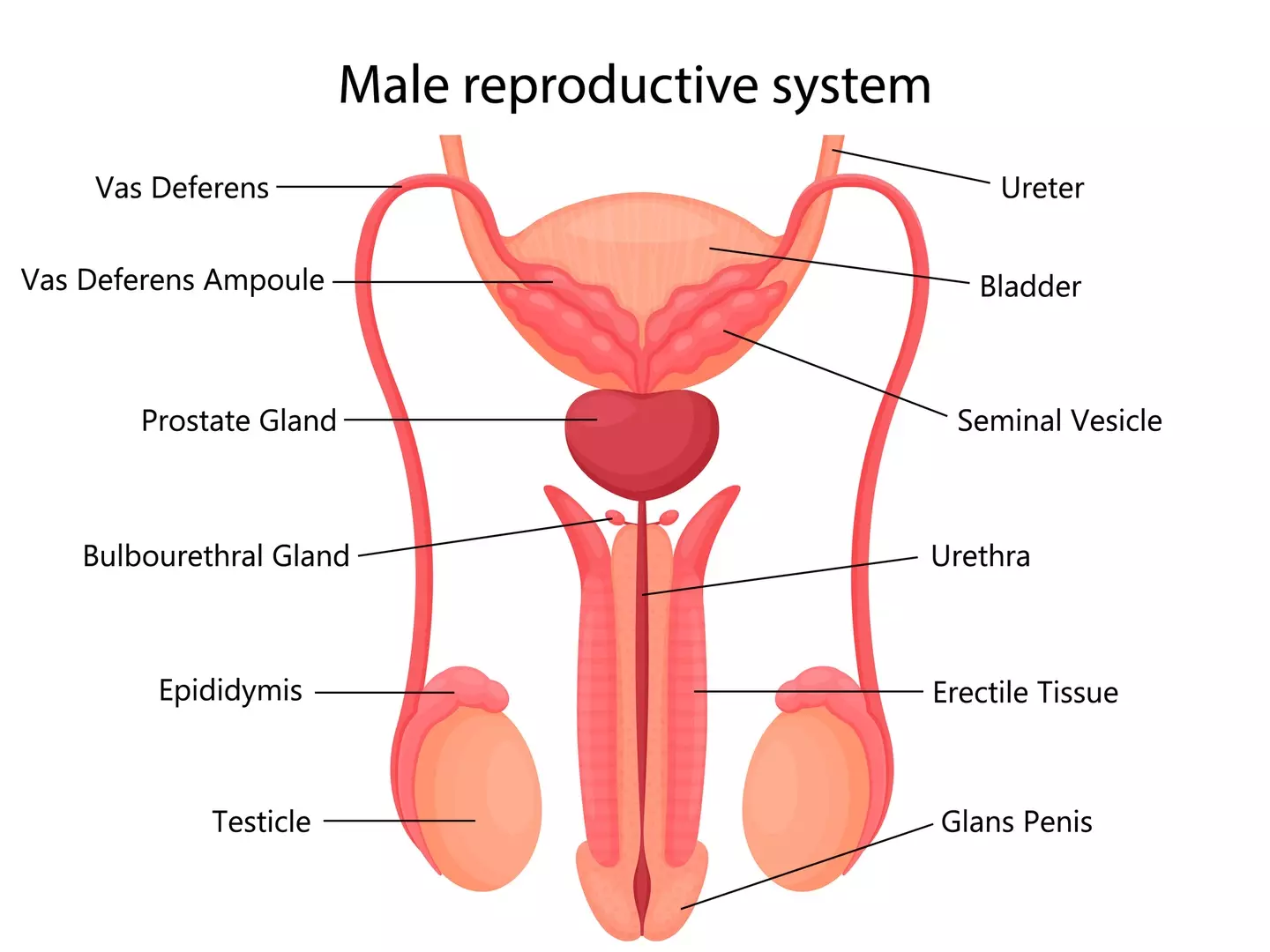 See the vas deferens? This new procedure would inject some gel into it which would block them (Getty Stock Photo)