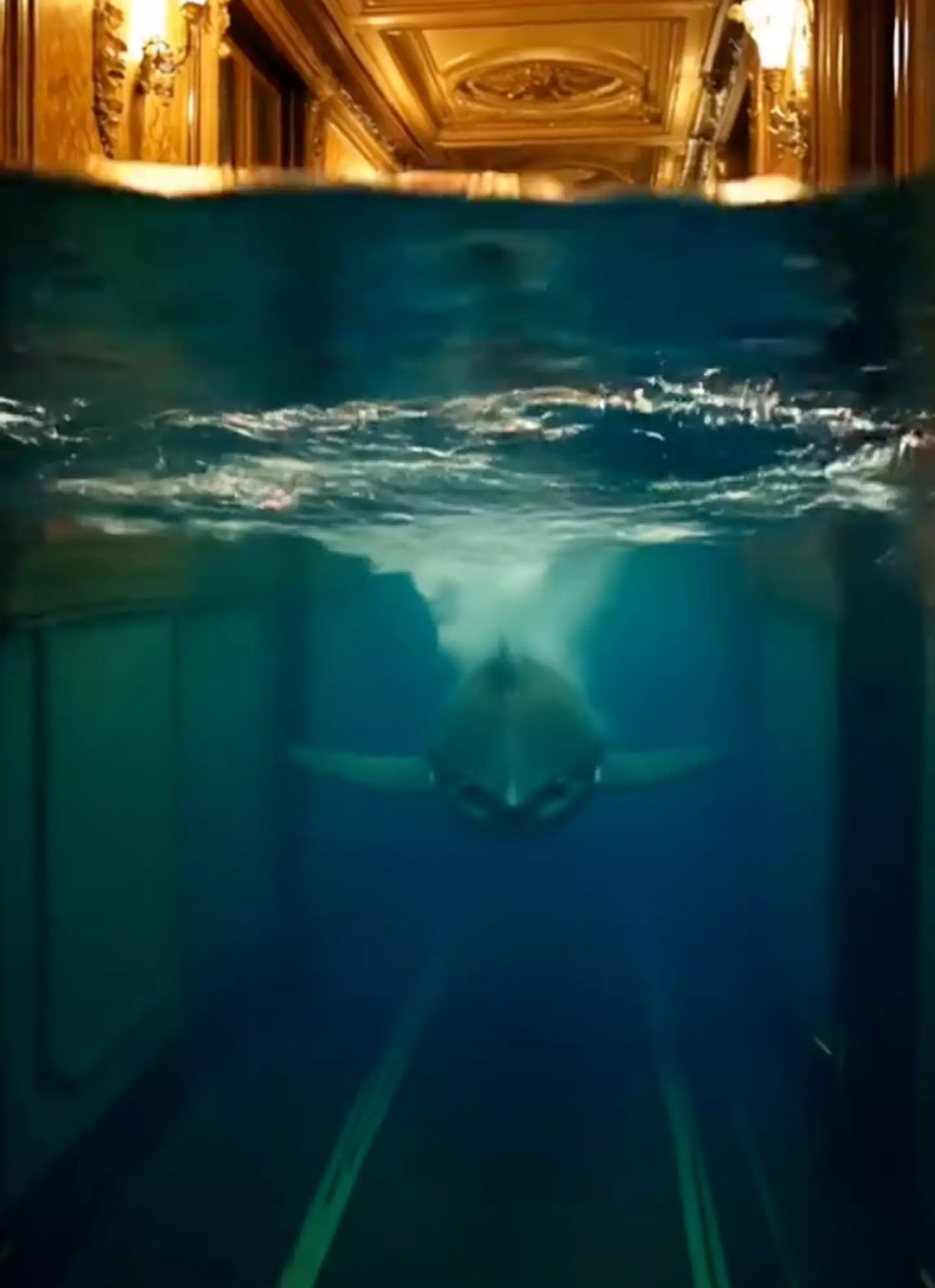 For some reason there is also a shark here (TikTok/@timetravellerpov)