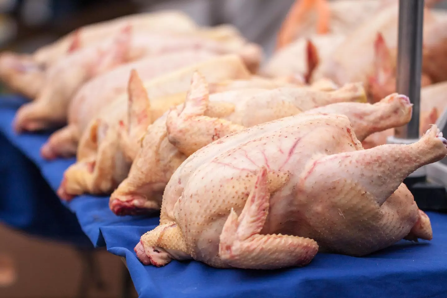 Chicken is rising faster in price than any other protein.