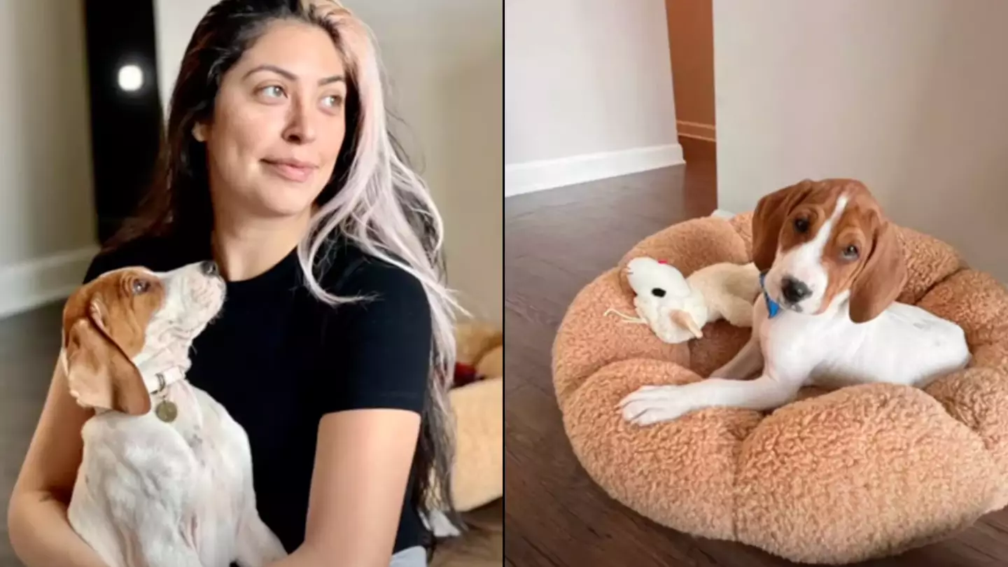 Animal shelter refusing to give woman's dog back reveals mistake she made when deciding to have him put down