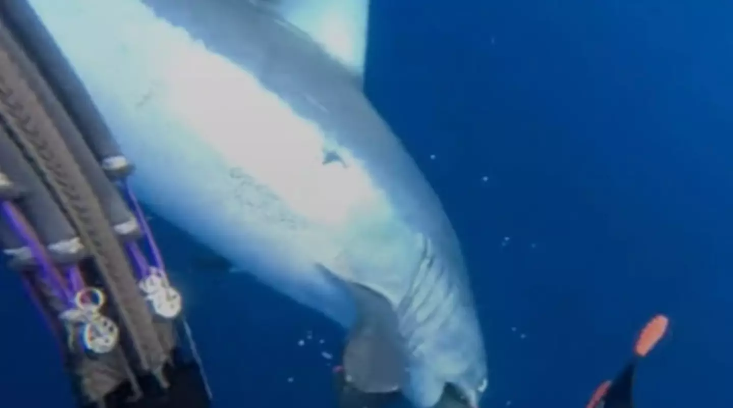 The mako shark seemingly came out of nowhere.
