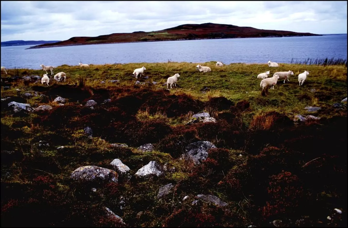 A flock of sheep were using in the testing (Chip HIRES/Gamma-Rapho via Getty Images)