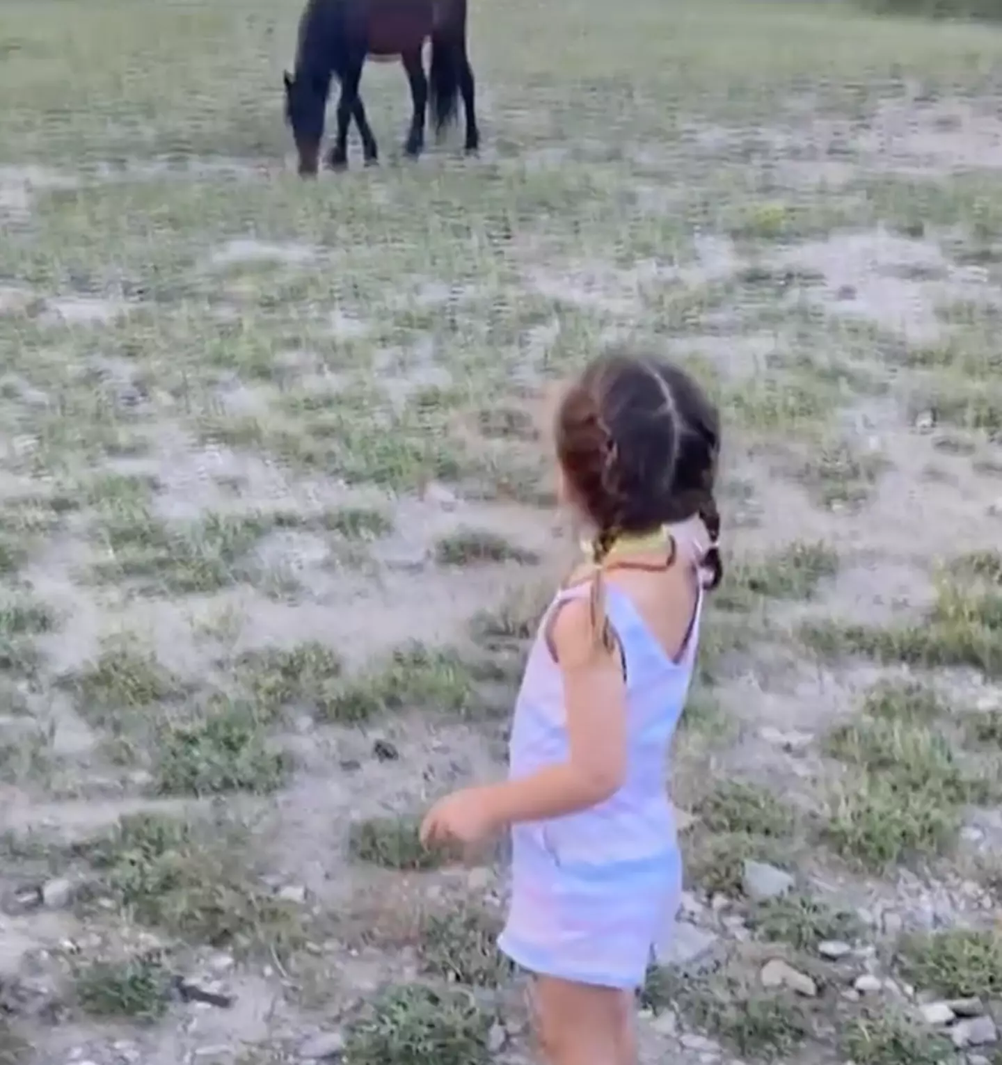 This was moments before three-year-old Olivia was kicked in the head by a wild horse. (Fox 5 Vegas)