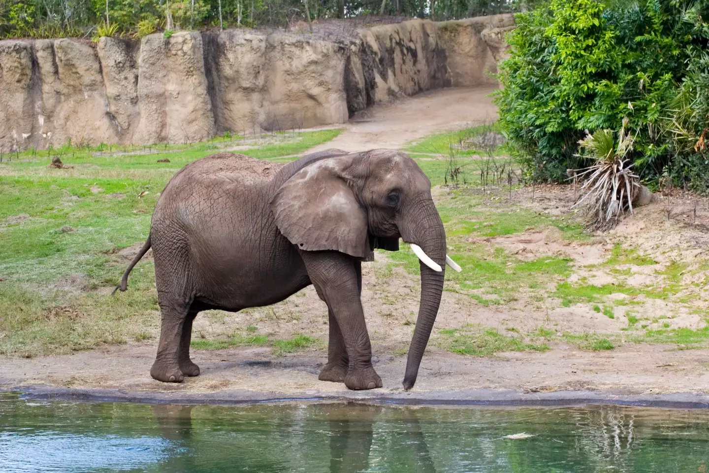 Born Free is calling on zoos to phase-out elephants.