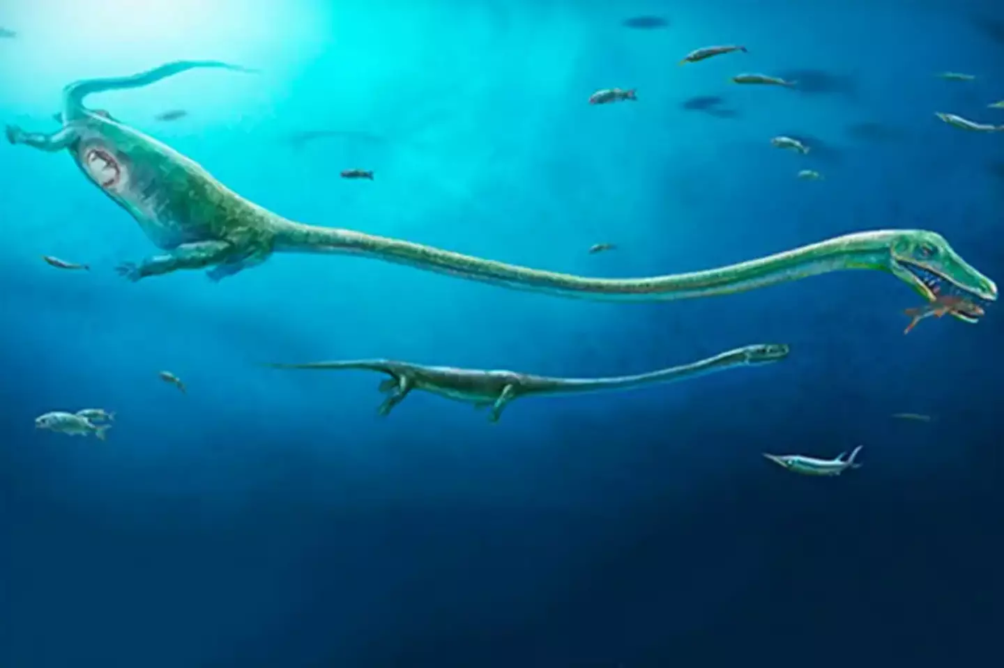It has been dubbed the 'dragon' due to its long neck and tail.