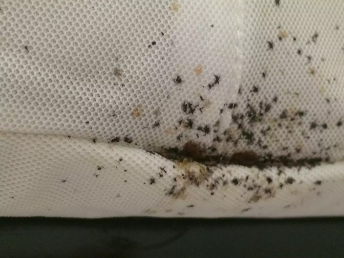 One woman spent hundreds of pounds to rid her home of the bugs.