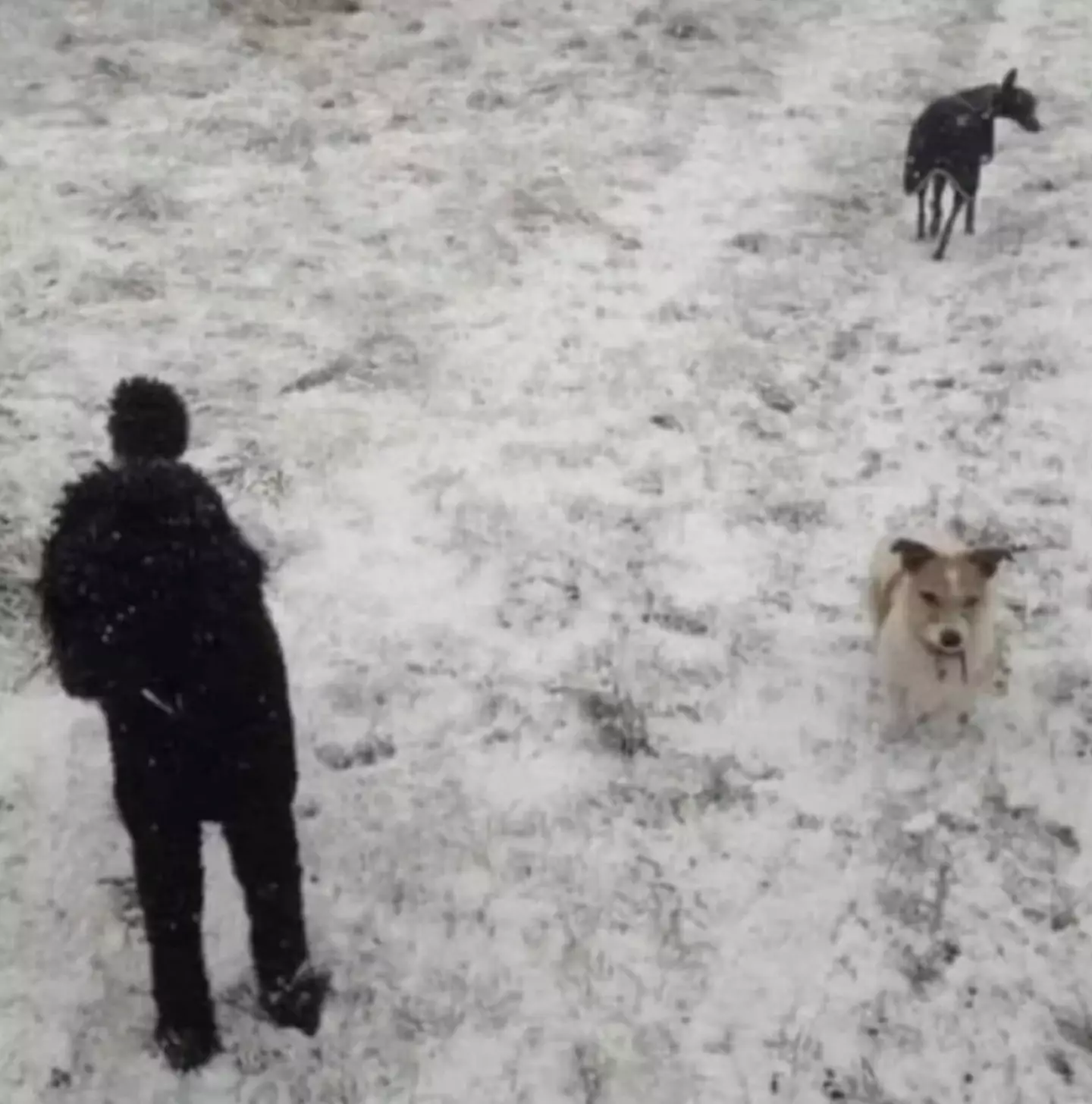 Do you notice anything strange in this image which supposedly shows two dogs and a human? (Reddit)