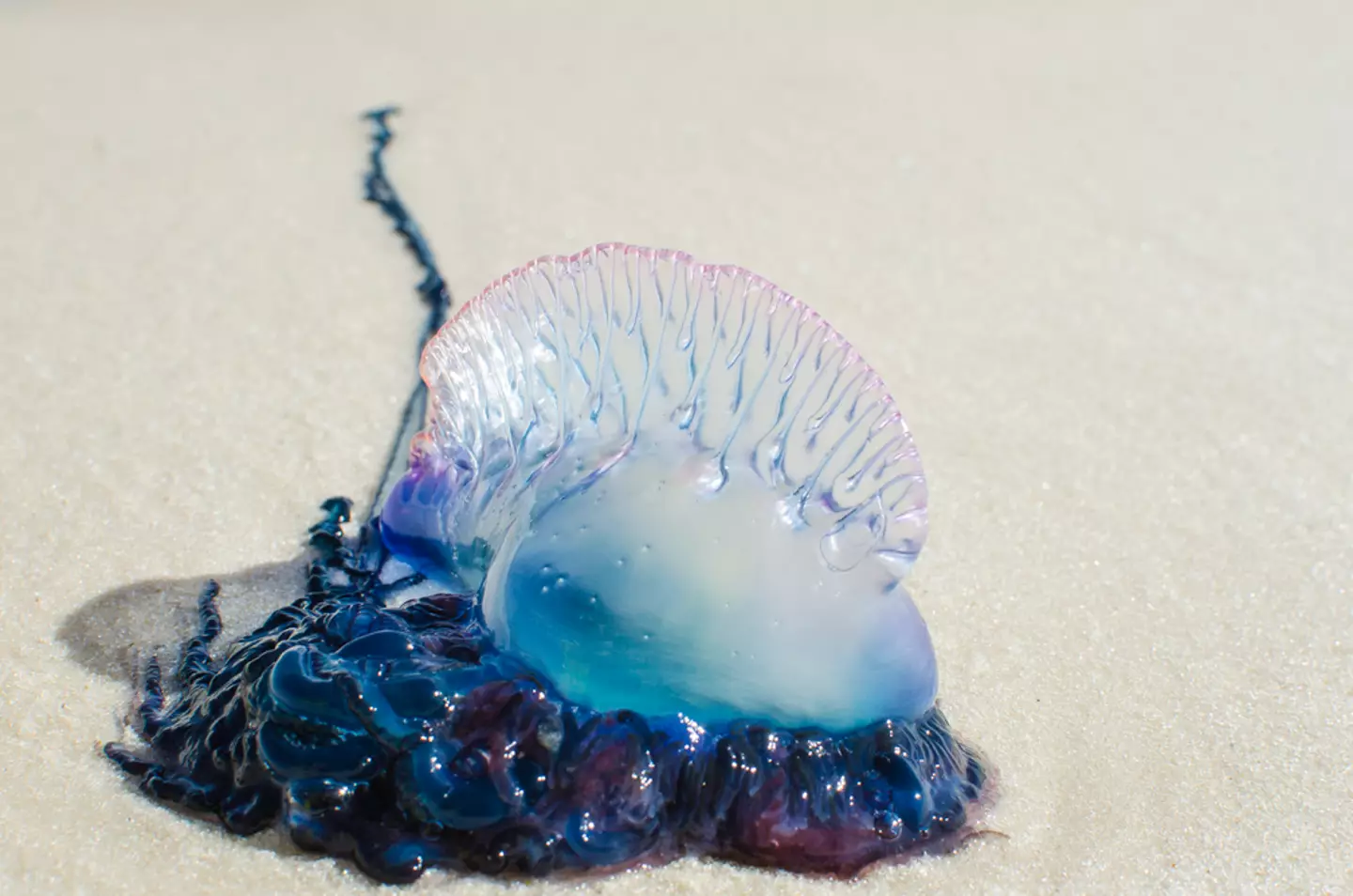 While they can't be fatal, Man O'War's can cause a nasty sting.