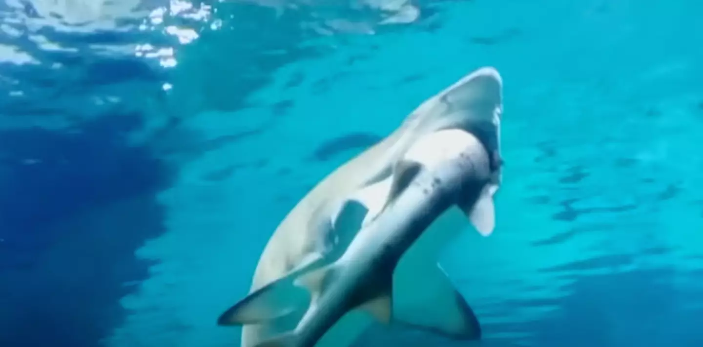 Dubbed as a 'turf war', the eight-year-old female sand tiger shark was caught on camera swallowing up a much smaller shark at the Coex Aquarium in Seoul, South Korea, back in 2016.