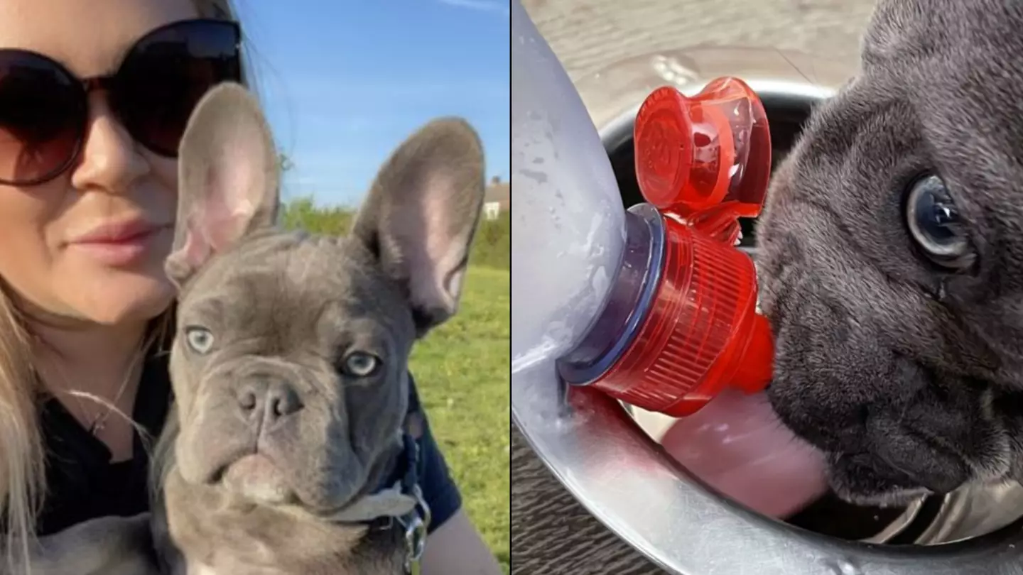 Woman Spends £40 A Month On Bottled Water Because 'Spoilt' Dog 'Refuses' To Drink Tap Water