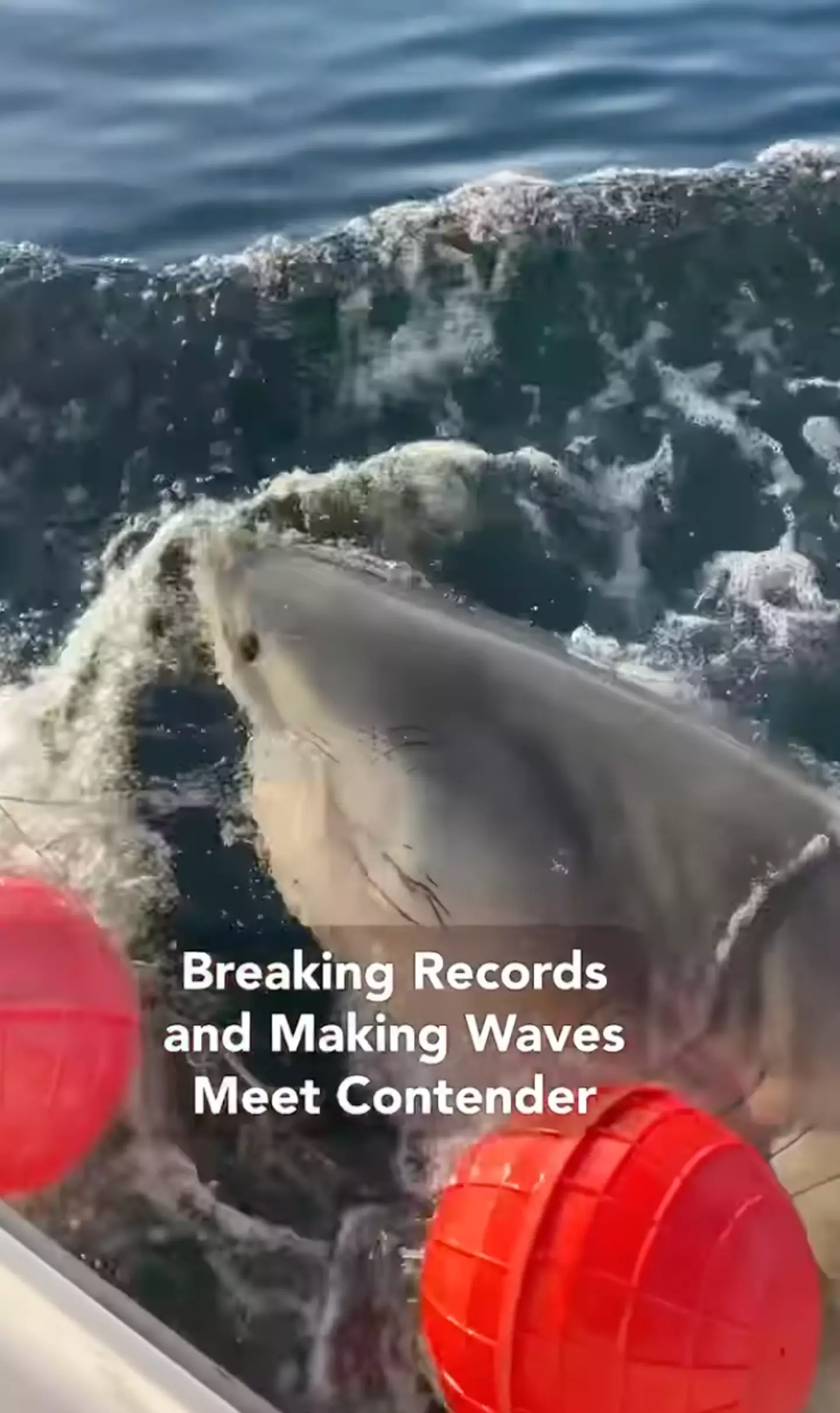 He's a big lad. (OCEARCH)