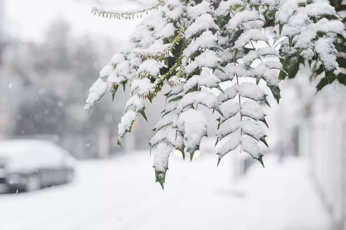 It's snow time.