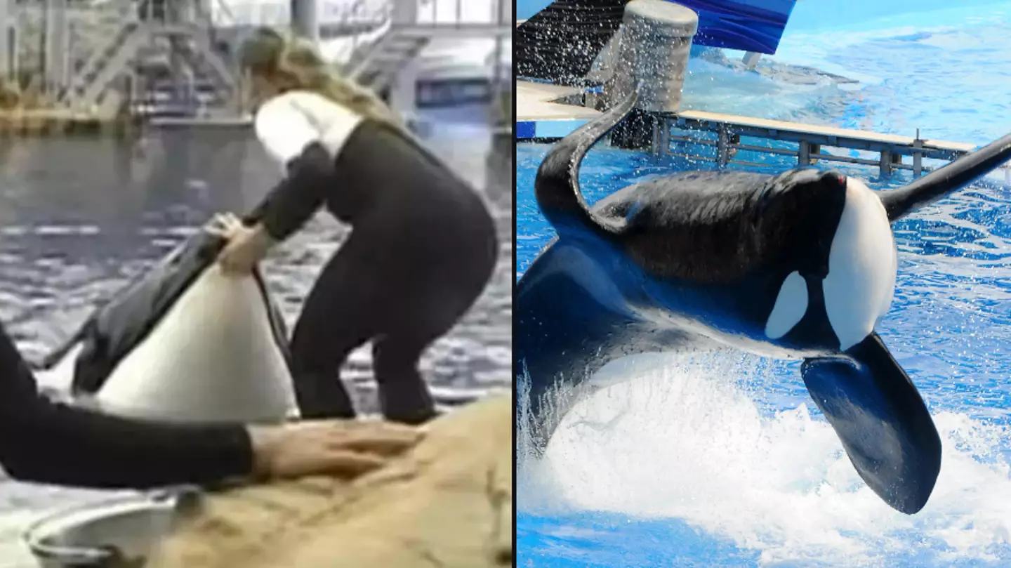 What happened to Seaworld's Tilikum after it was involved in three deaths including trainer