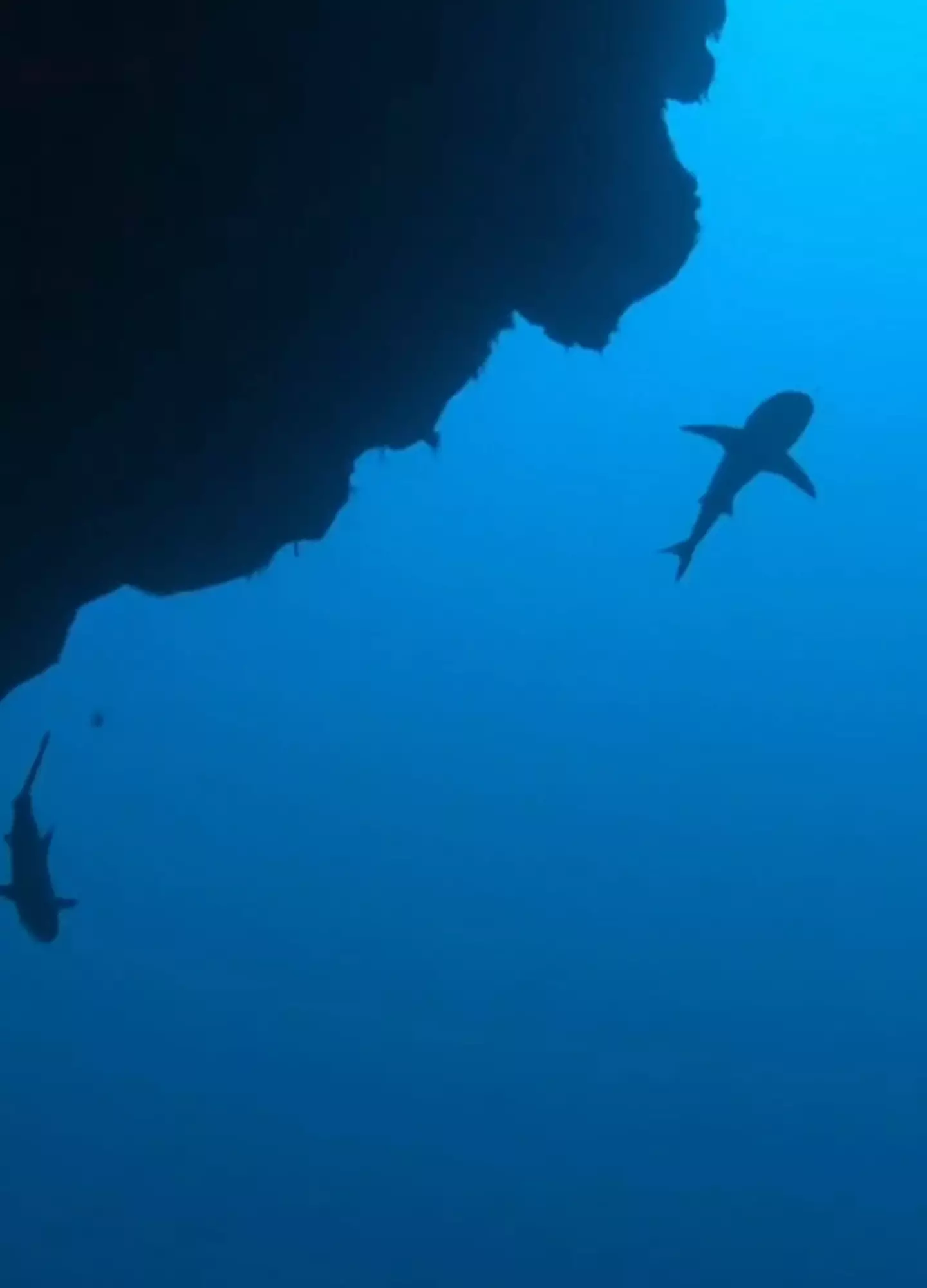The diver showed giant sharks swimming overhead.
