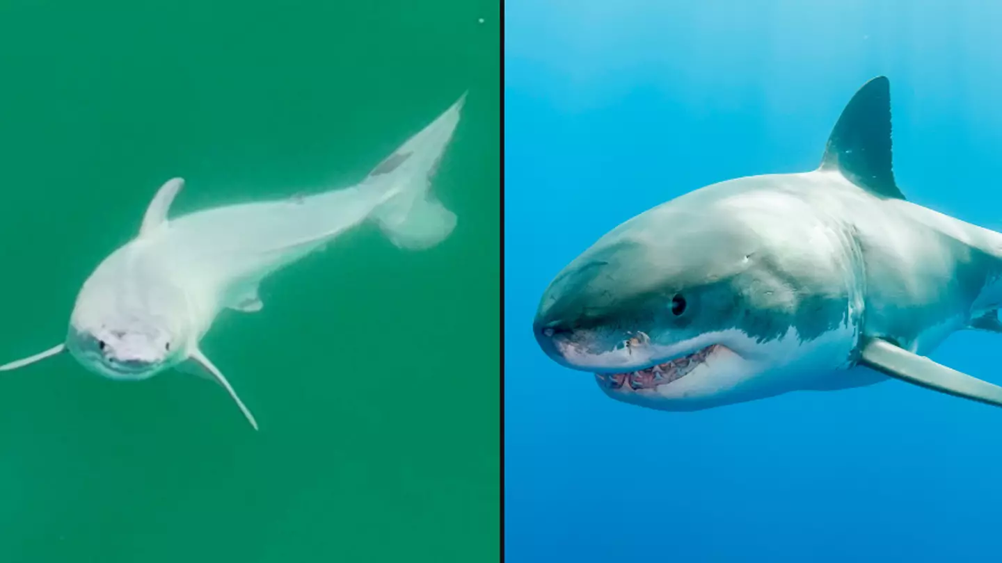 World's first photo of newborn great white shark has been released
