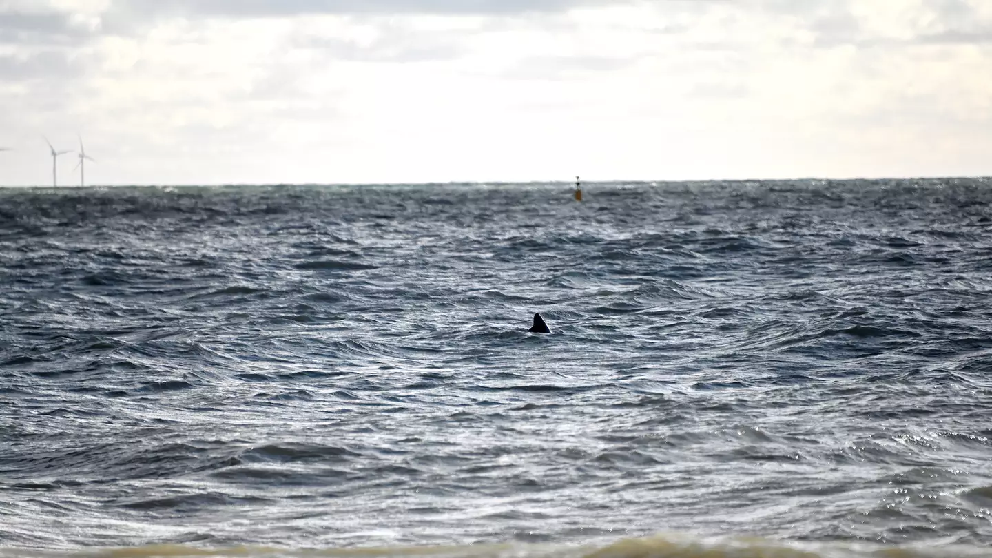 Fin Believed To Be Great White Shark's Spotted Yards From British Beach
