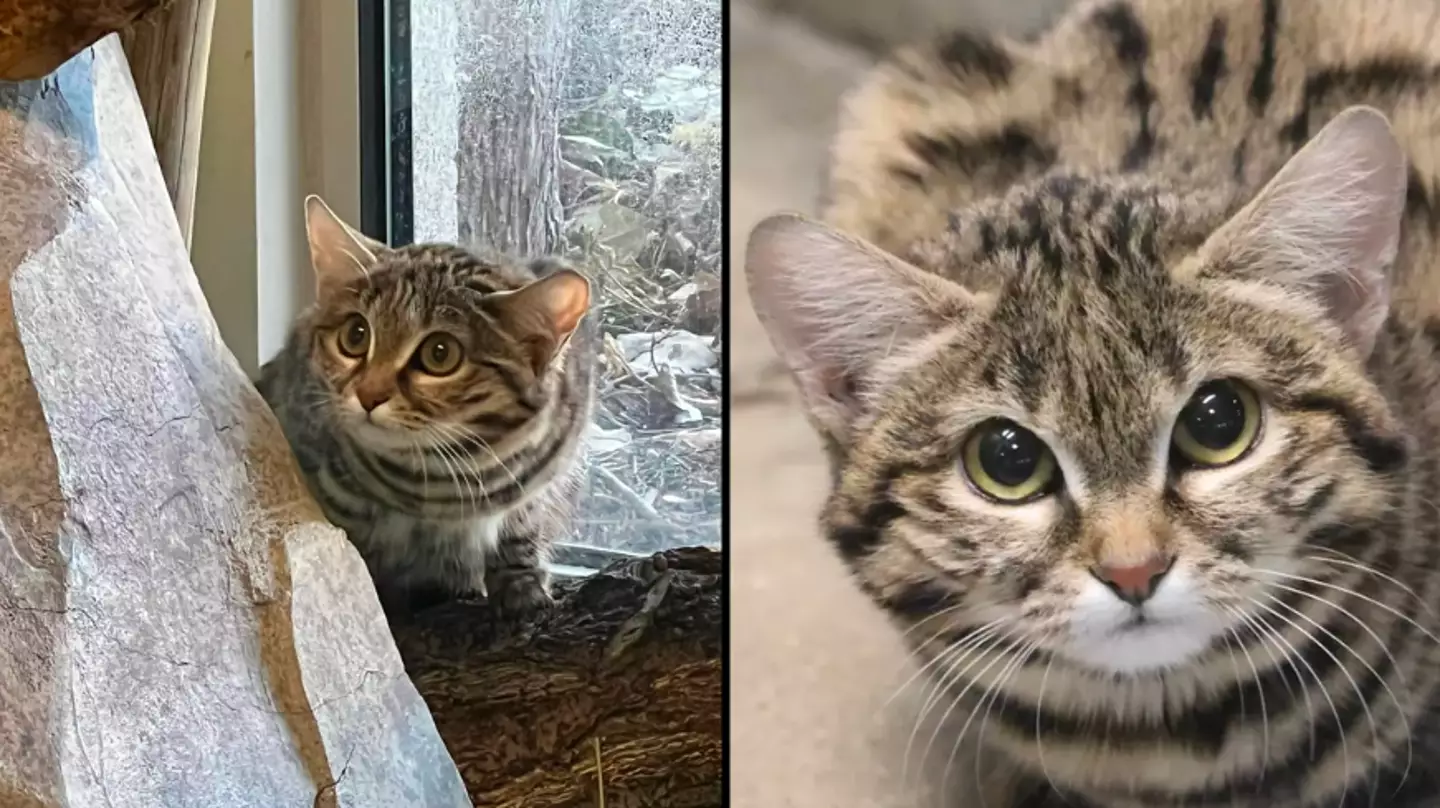 Update on world’s deadliest cat after she’s sent to live in new home