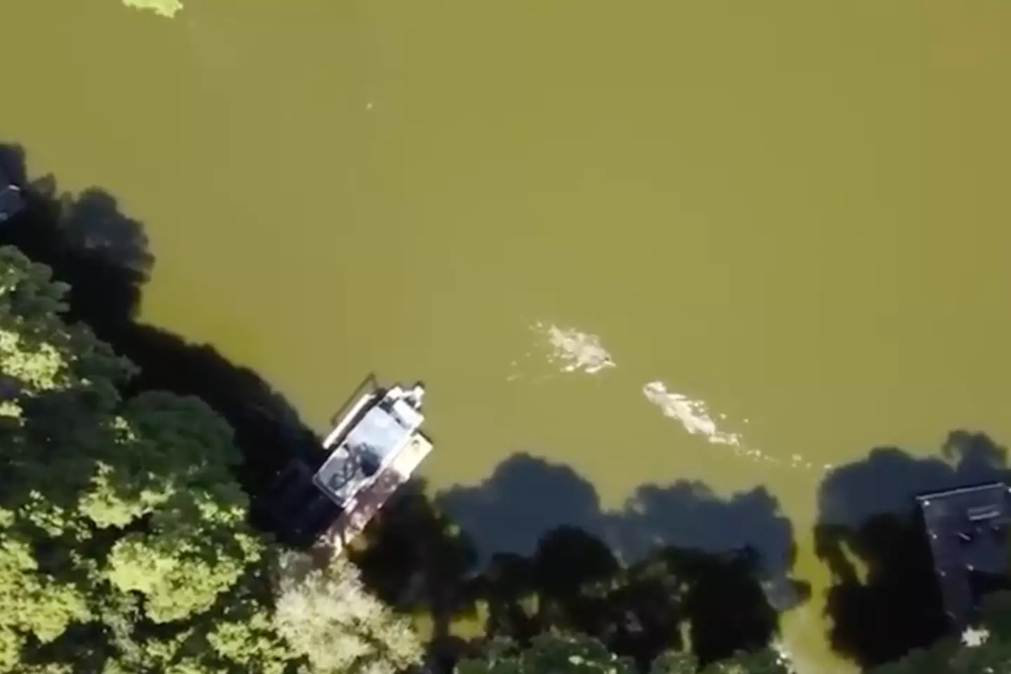 The alligator was in his direct path.