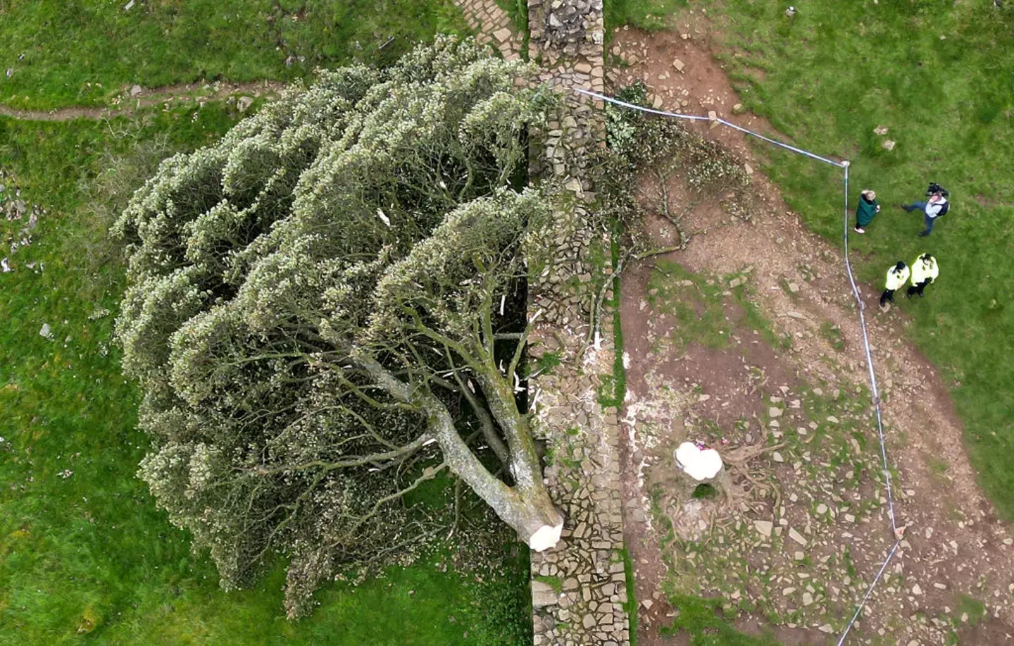 The Sycamore Gap tree after it was felled in September 2023 (Jeff J Mitchell/Getty Images)