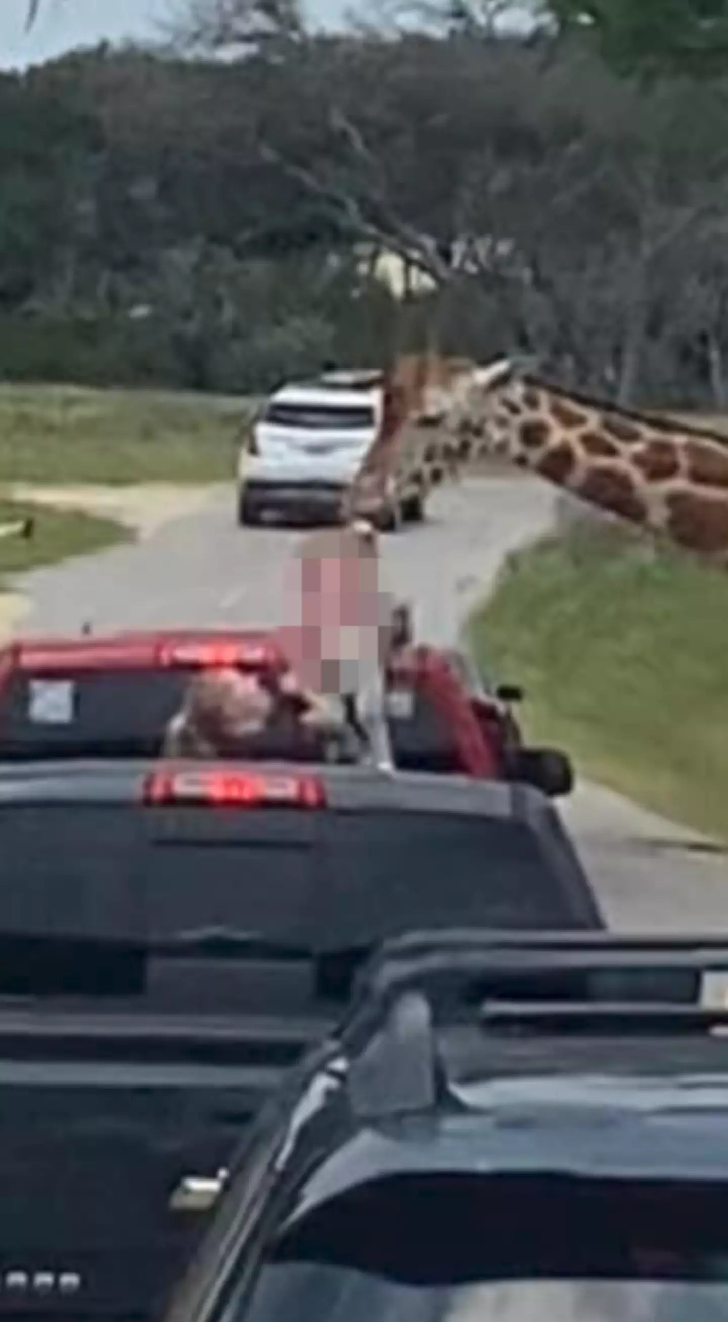 The girl had been feeding the giraffe when it accidentally bit her t-shirt and lifted her up. (Jam Press)