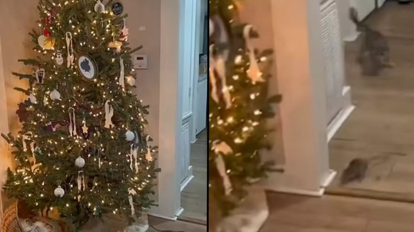 Family horrified as massive rat emerges from Christmas tree