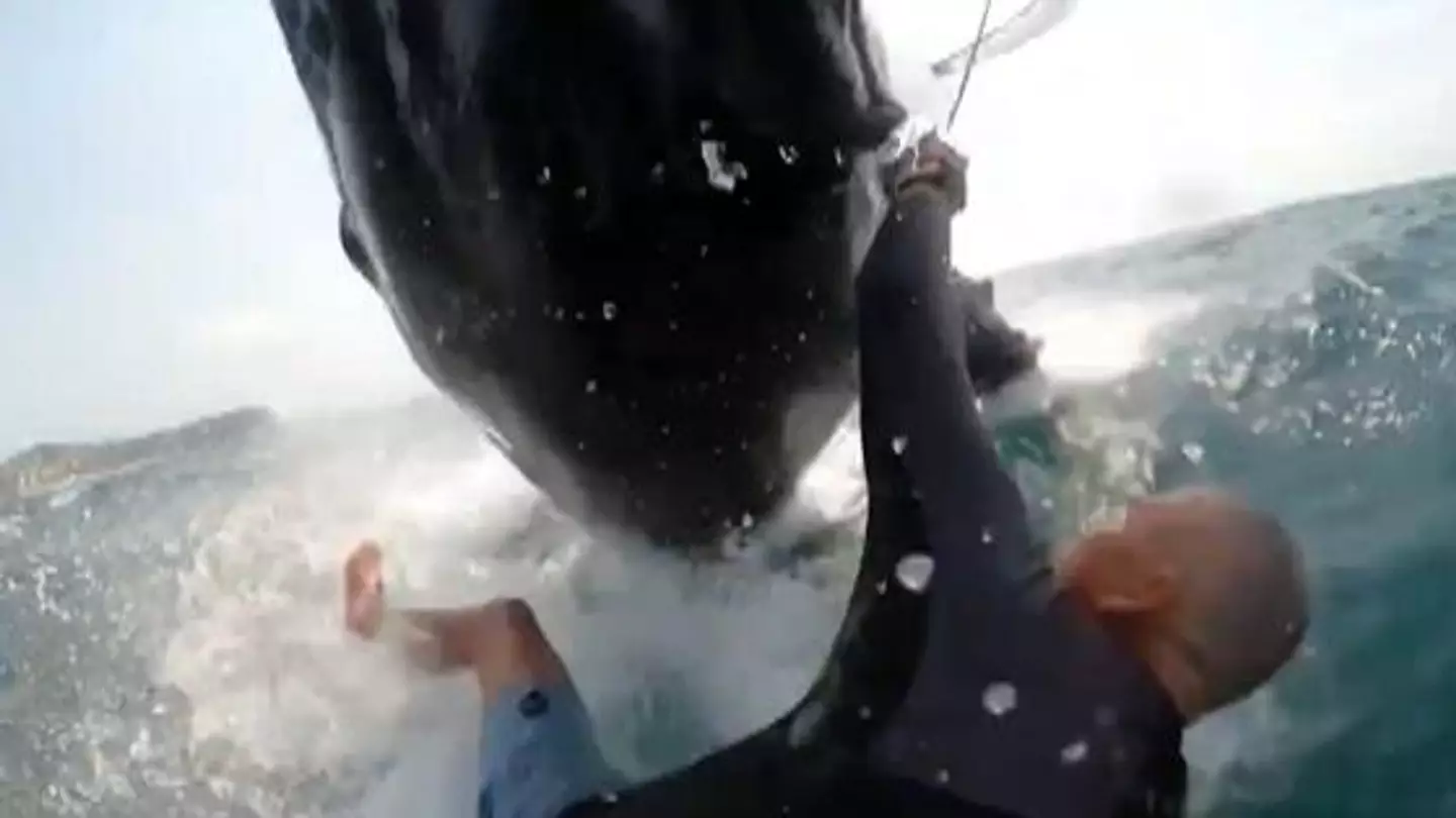 Jason Breen was knocked into the water by a humpback whale.